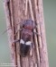 tesařík (Brouci), Phymatodes fasciatus (Villers, 1789) , Callidiini, Cerambycidae (Coleoptera)